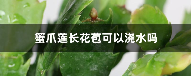 蟹爪莲长花苞可以浇水吗