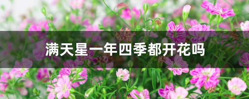 满天星一年四季都开花吗