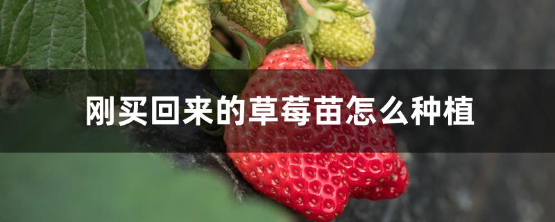 刚买回来的草莓苗怎么种植