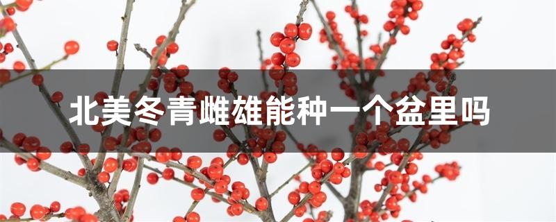 北美冬青雌雄能种一个盆里吗 北美冬青雌雄能种一个盆里吗