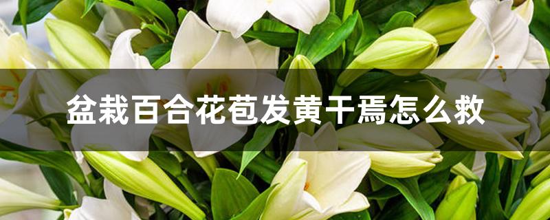 盆栽百合花苞发黄干蔫怎么救