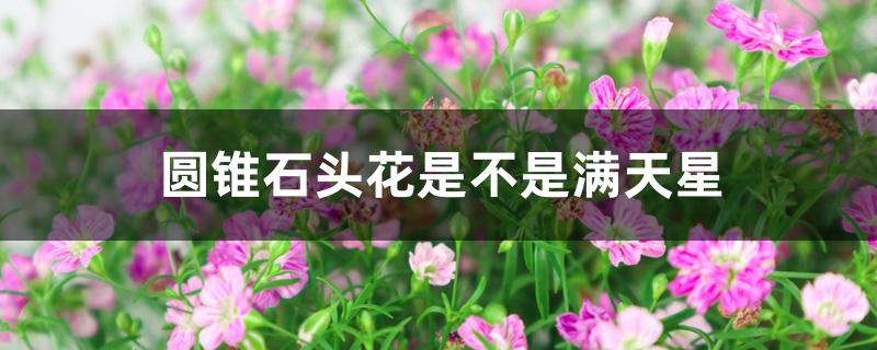 圆锥石头花是不是满天星 圆锥石头花是不是满天星