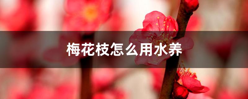 梅花枝怎么用水养 梅花枝怎么用水养