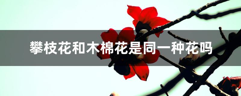 攀枝花和木棉花是同一种花吗