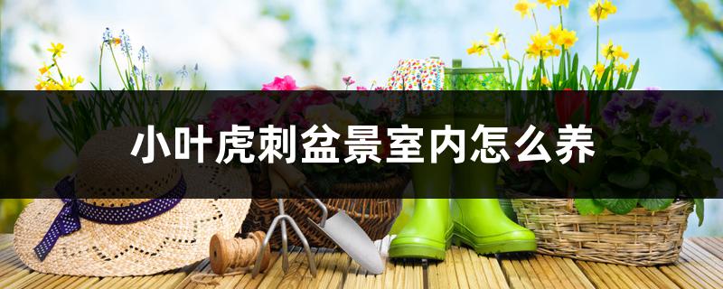 小叶虎刺盆景室内怎么养