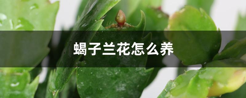 蝎子兰花怎么养