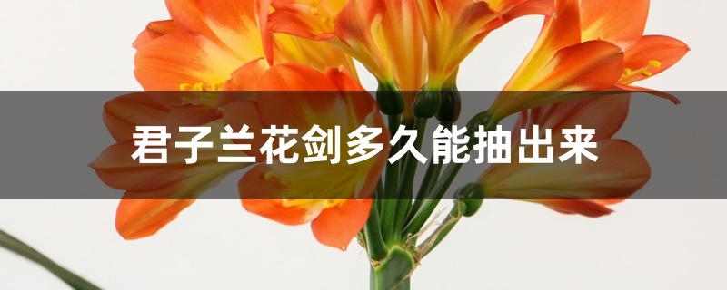 君子兰花剑多久能抽出来