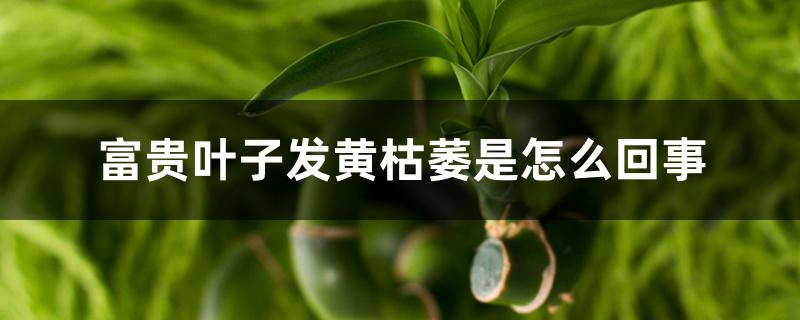 富贵竹叶子发黄枯萎是怎么回事