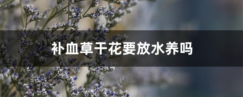 补血草干花要放水养吗