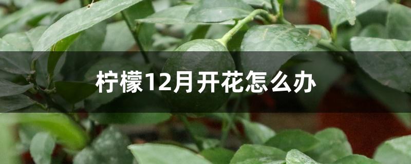 柠檬12月开花怎么办