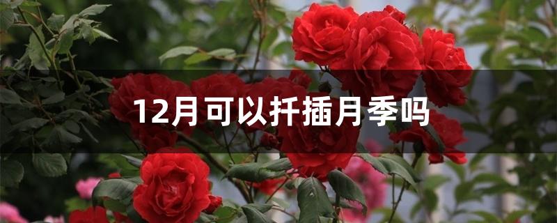 12月可以扦插月季吗