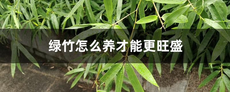 绿竹怎么养才能更旺盛 绿竹怎么养才能更旺盛