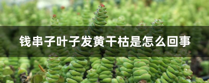 钱串子叶子发黄干枯是怎么回事 钱串子叶子发黄干枯是怎么回事