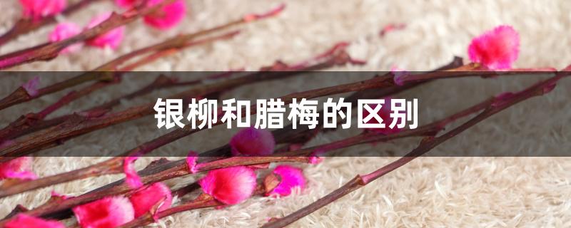 银柳和腊梅的区别