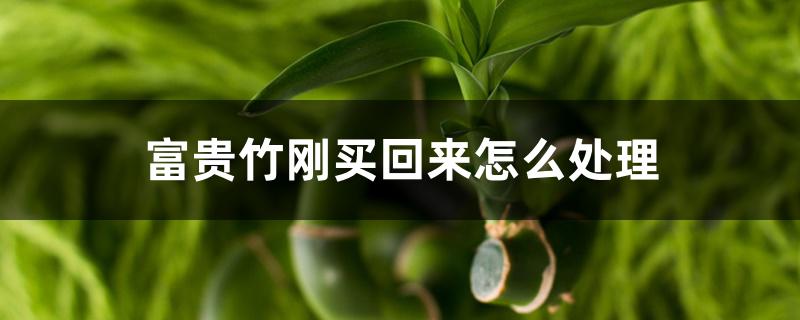 富贵竹刚买回来怎么处理