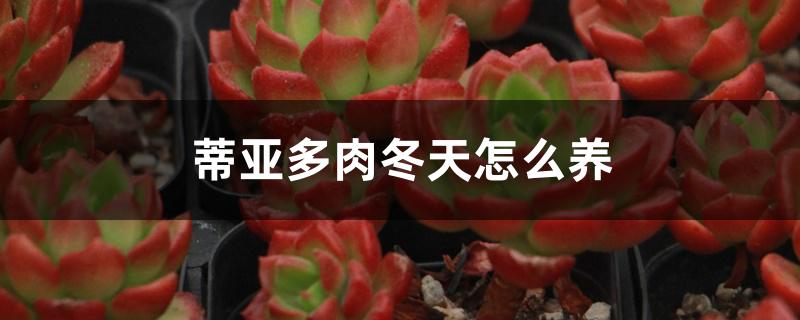 蒂亚多肉冬天怎么养