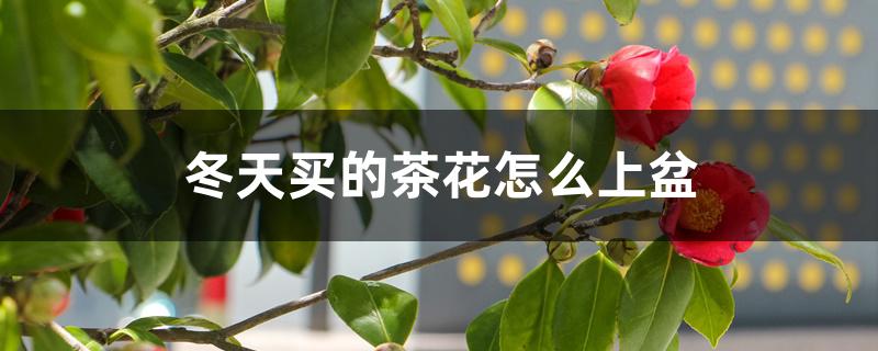 冬天买的茶花怎么上盆