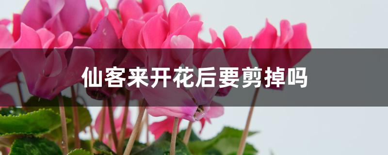 仙客来开花后要剪掉吗