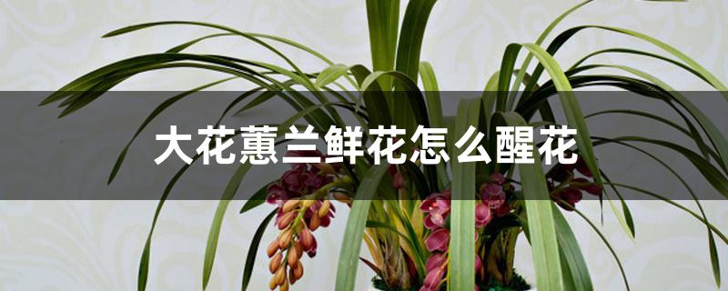 大花蕙兰鲜花怎么醒花