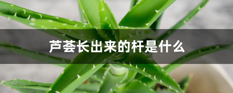 芦荟长出来的杆是什么