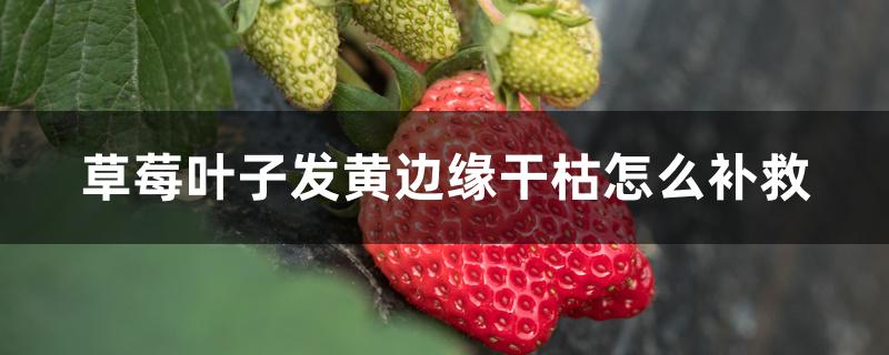 草莓叶子发黄边缘干枯怎么补救