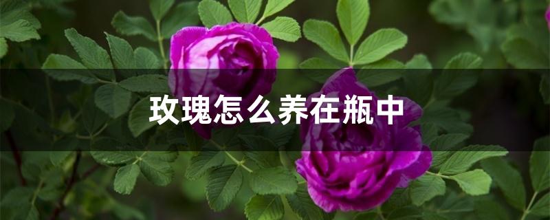 玫瑰怎么养在瓶中