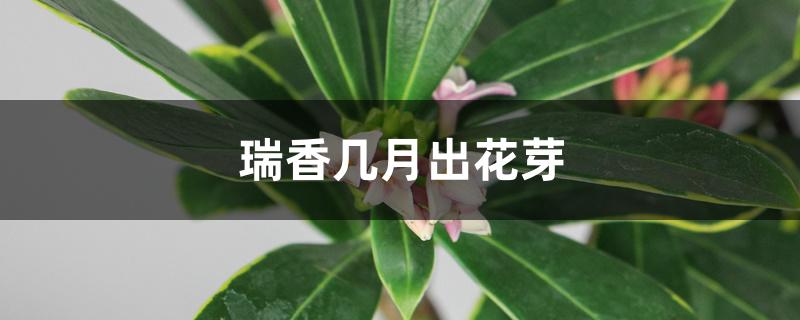 瑞香几月出花芽