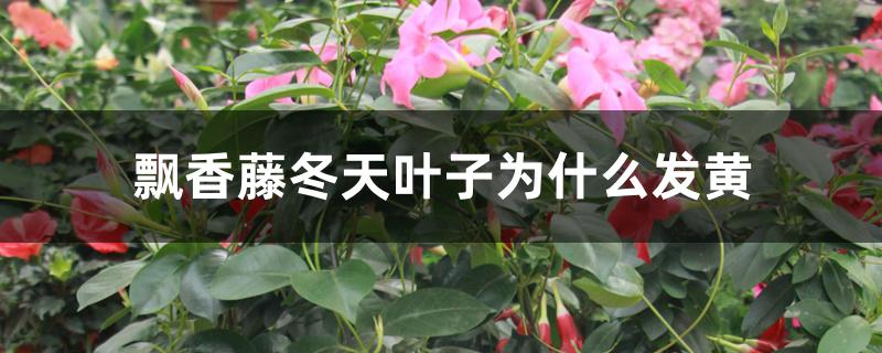 飘香藤冬天叶子为什么发黄 飘香藤冬天叶子为什么发黄