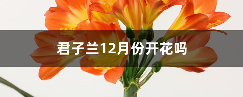 君子兰12月份开花吗