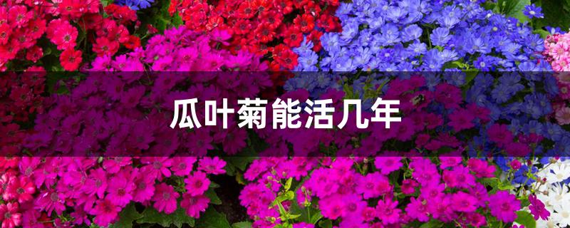 瓜叶菊能活几年
