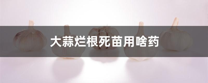 大蒜烂根死苗用啥药