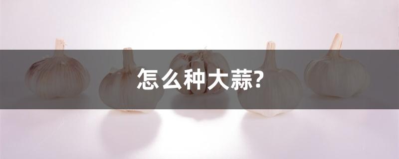 怎么种大蒜?