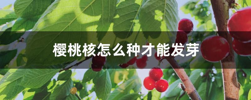 樱桃核怎么种才能发芽
