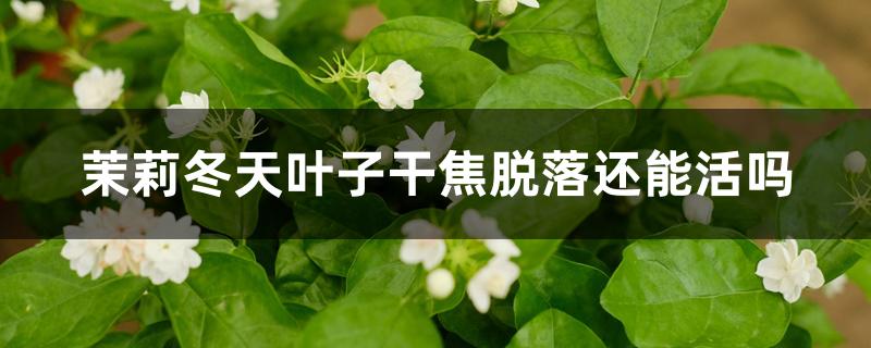 茉莉冬天叶子干焦脱落还能活吗