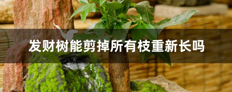 发财树能剪掉所有枝重新长吗