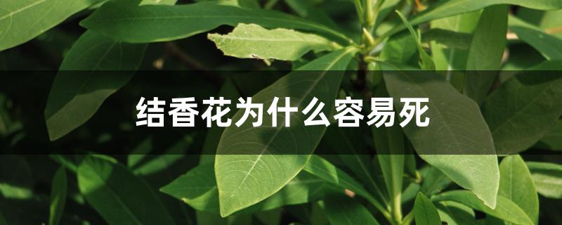 结香花为什么容易死