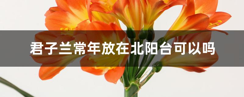 君子兰常年放在北阳台可以吗