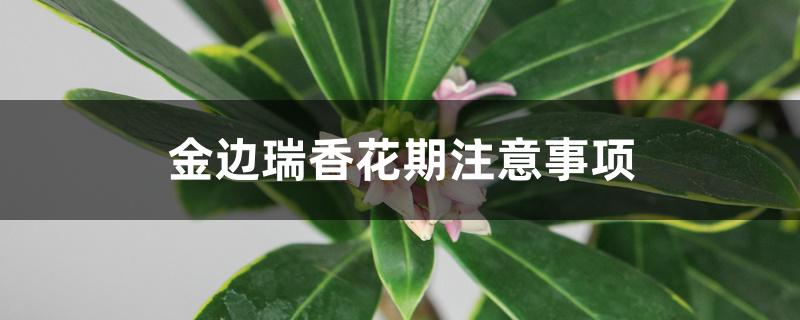 金边瑞香花期注意事项