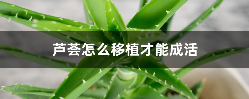 芦荟怎么移植才能成活