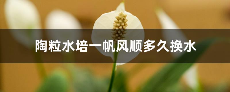 陶粒水培一帆风顺多久换水