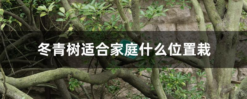 冬青树适合家庭什么位置栽