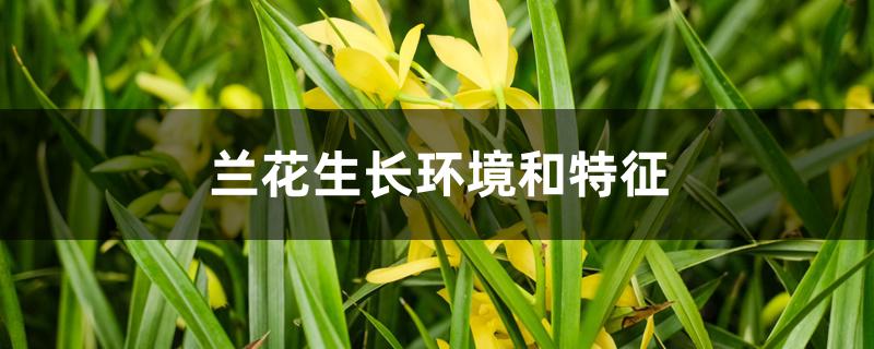 兰花生长环境和特征 兰花生长环境和特征