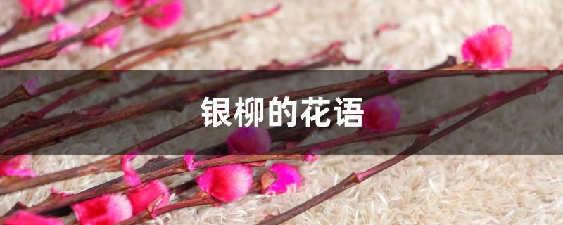 银柳的花语 银柳的花语