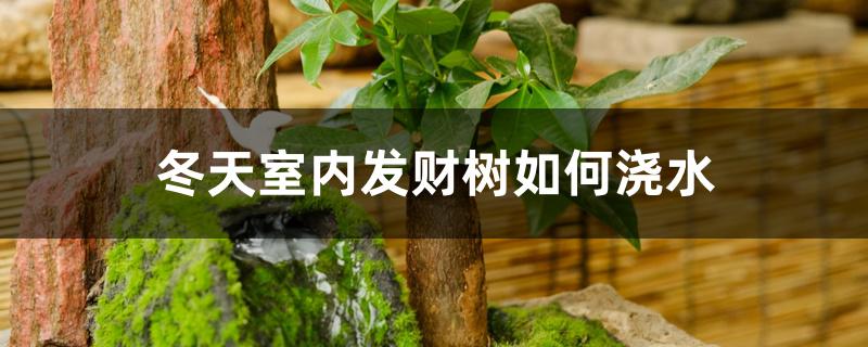 冬天室内发财树如何浇水 冬天室内发财树如何浇水