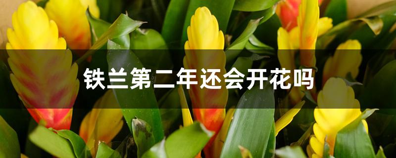 铁兰第二年还会开花吗