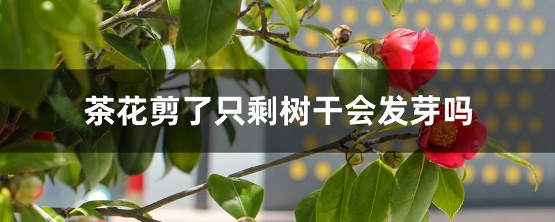 茶花剪了只剩树干会发芽吗