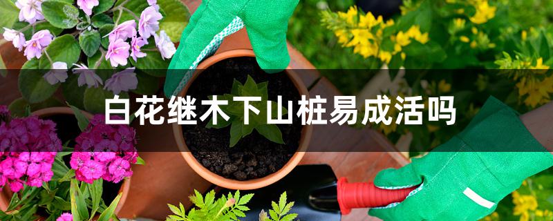 白花继木下山桩易成活吗