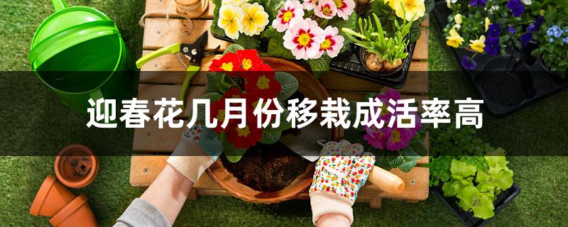 迎春花几月份移栽成活率高