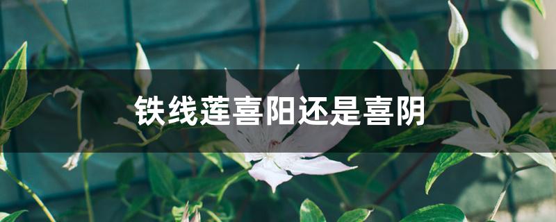 铁线莲喜阳还是喜阴