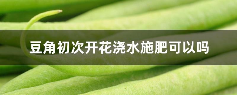 豆角初次开花浇水施肥可以吗